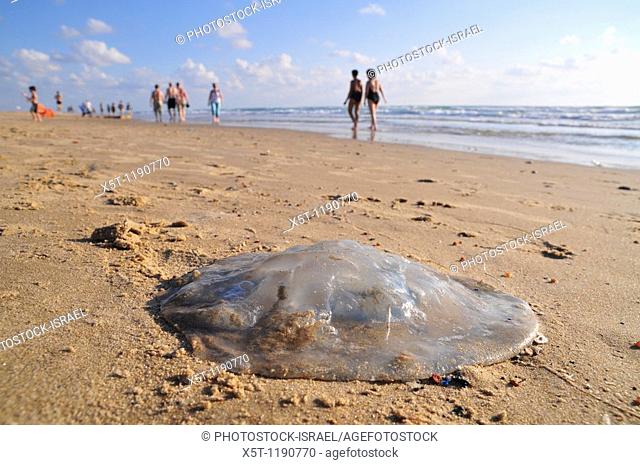 Israel, Mediterranean Sea, Rhopilema nomadica Jellyfish a toxic Indo-Pacific variety recently migrated the Mediterranean Sea on the beach  This jellyfish has...