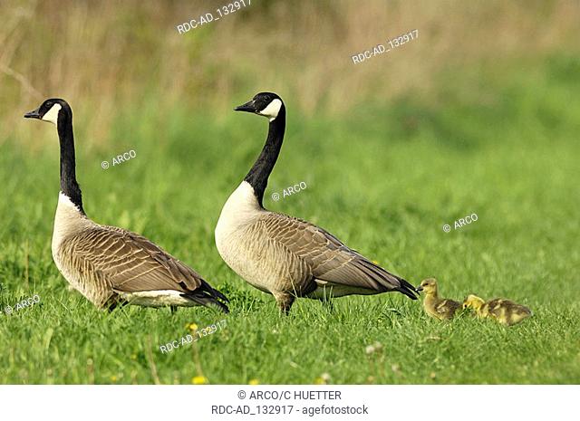 Canada Goose pair with goslings North Rhine-Westphalia Germany \ Branta canadensis