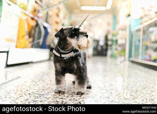 Close-up of schnauzer standing on tiled floor in pet salon