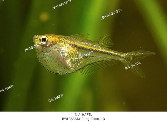 pygmy hatchetfish (Carnegiella myersi), at the water surface