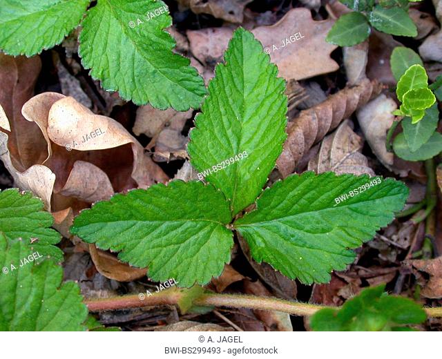 Indian strawberry, false strawberry, Indian mock-strawberry (Duchesnea indica, Potentilla indica), leaf, Germany