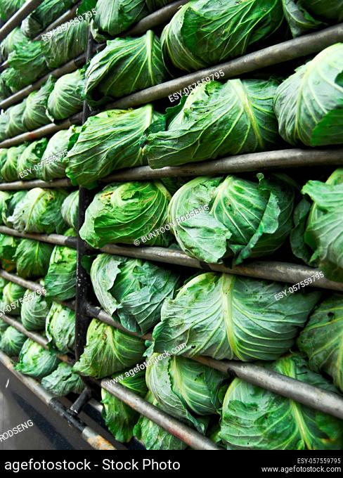 organic cabbage arranged on truck for transportation