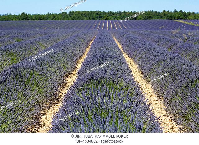Lavender field, Plateau de Valensole, Valensole, Provence-Alpes-Cote d'Azur, France