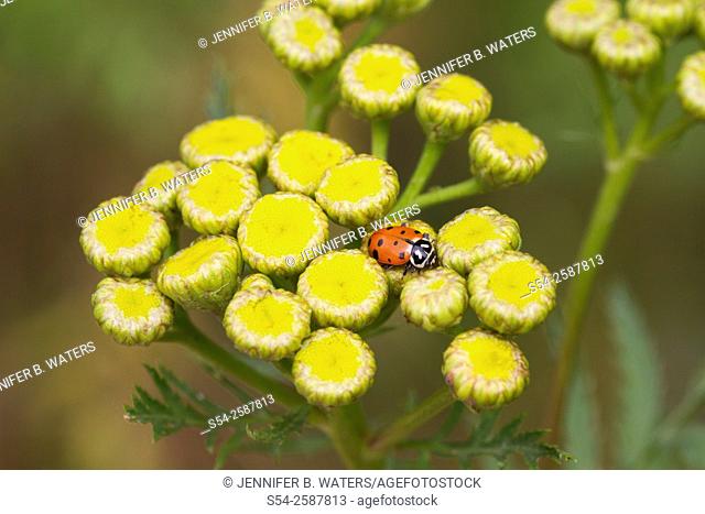 A convergent lady beetle, or Hippodamia convergens, on a Tansy weed, or Tanacetum vulgare