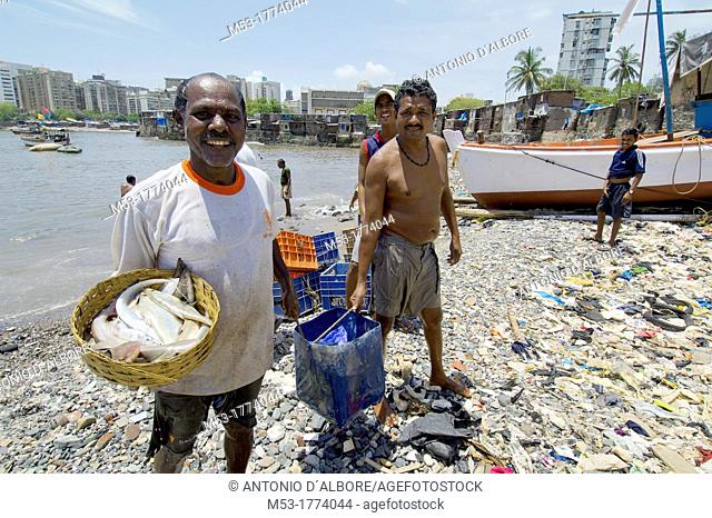 fisherman in back bay bring the daily fish load to the shore  mumbai south  mumbay city  maharashtra  india  asia