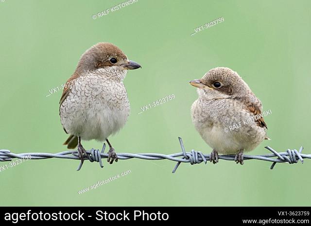 Red-backed Shrike ( Lanius collurio ), female perched next to young fledgling on barbed wire, watching each other, looks cute and funny, wildlife, Europe