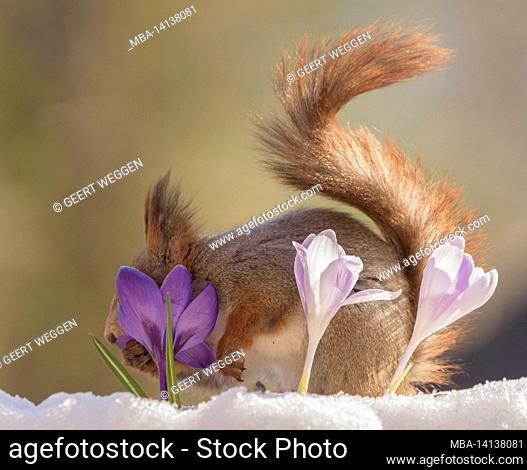 red squirrel is holding an crocus with nose in it