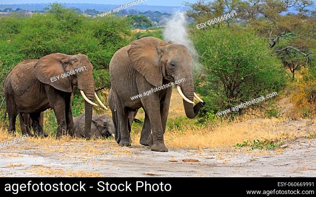 Elefantenherde in Tarangire Nationalpark in Tansania