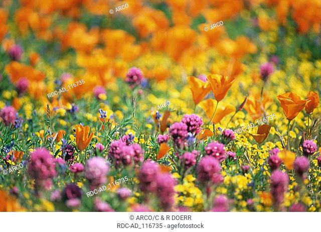 Flower meadow with Californian Poppy and Owl's Clover Antelope Valley California USA Eschscholzia californica