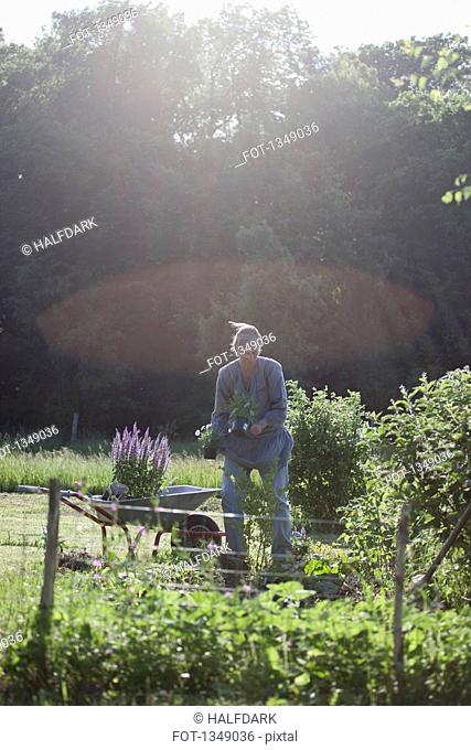 Mature woman loading flower pots in wheelbarrow at garden