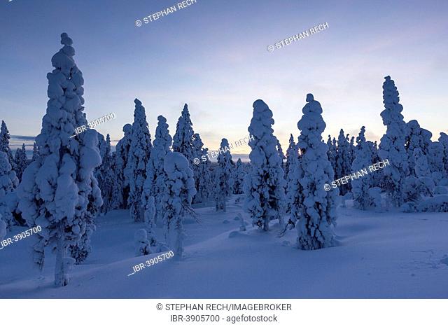 Finnish winter forest at dusk, near Rovaniemi, Lapland, Finland