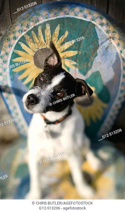 Jack Russell Terrier sitting on decorative chair tilting it's head with one ear up