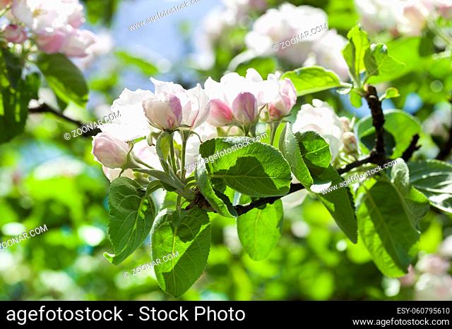 green leaves and white flowers of fruit trees in spring, closeup