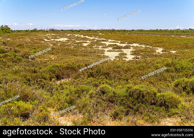 sunny scenery in a natural region named Camargue in southern France
