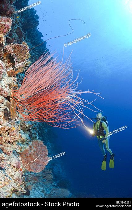 Diver and rod gorgonian, Peleliu Wall, Red whip coral (Ellisella ceratophyta), Micronesia, Oceania