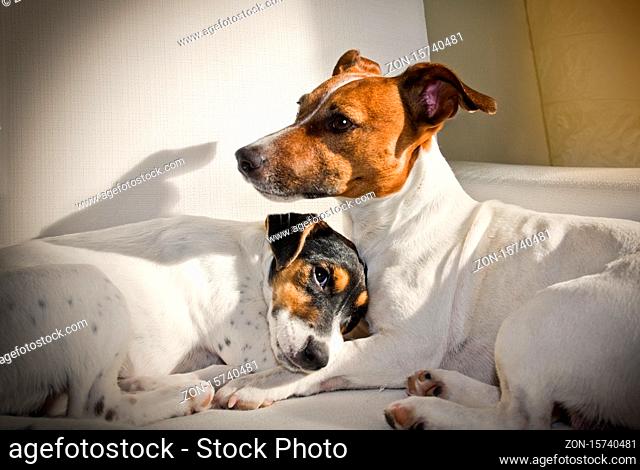 couple of two dogs lose together in love and cuddling in bed