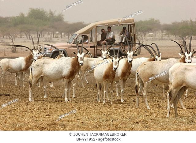Scimitar-horned Oryx, (Oryx dammah), Game drive at Sir Bani Yas Island, private game reserve in the Persian Gulf with over 10000 steppe animals, near Abu Dhabi