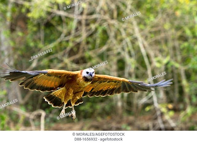 Brazil, Mato Grosso, Pantanal area, Black-collared Hawk Busarellus nigricollis