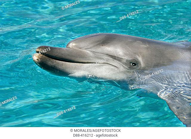 Inshore Bottlenose Dolphin (Tursiops truncatus aduncus). South Africa