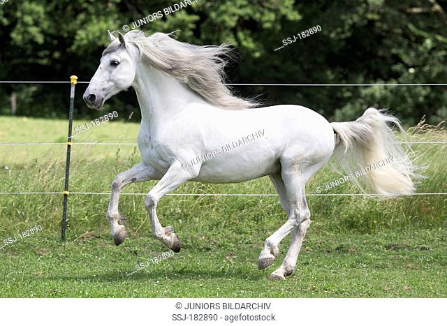 Pure Spanish Horse, Andalusian. Gray gelding galloping on a pasture. Germany