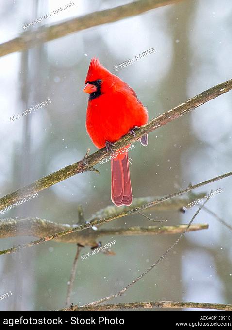 Northern Cardinal - (Cardinalis cardinalis) male