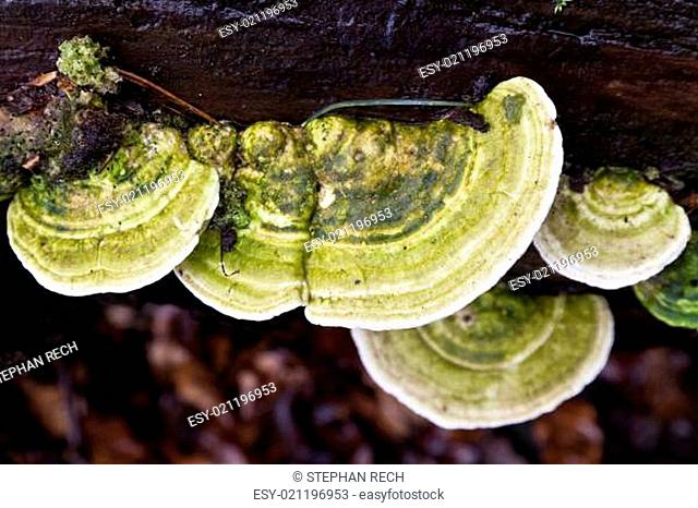 Zunderschwämme (Fomes fomentarius) mit grünen Algen