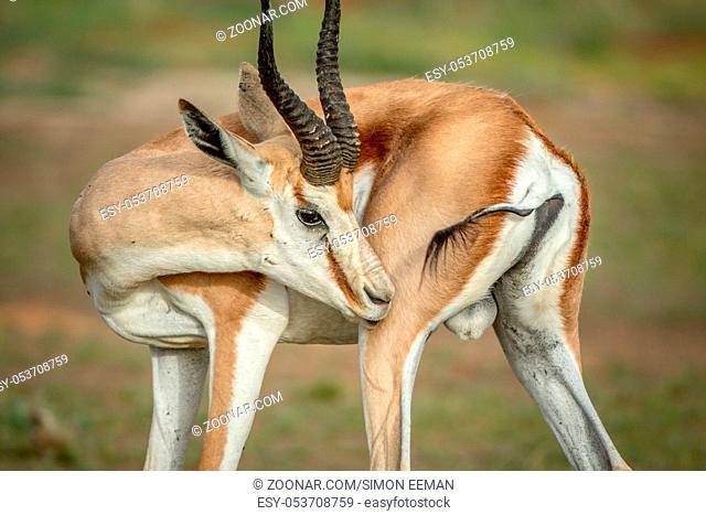 Springbok grooming himself in the Kalagadi Transfrontier Park, South Africa