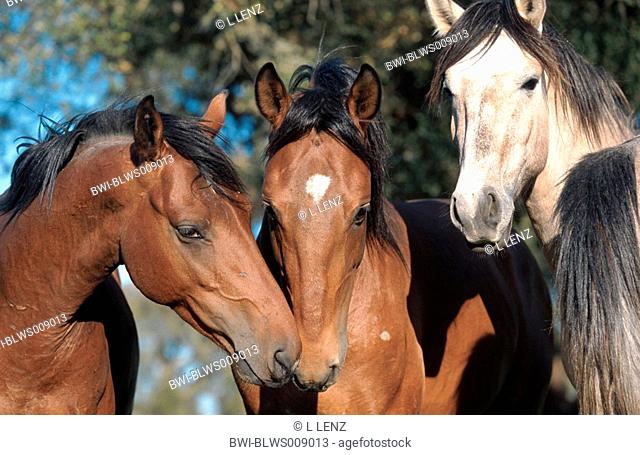 Lusitanian horse Equus przewalskii f. caballus, three young stallions, Portugal
