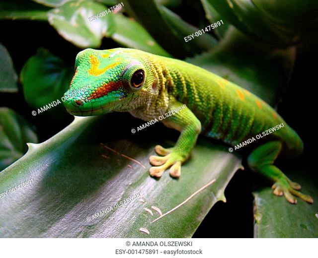 madagascar giant day gecko