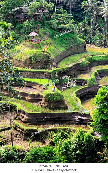 Tegalalang rice terraces in Ubud, Bali. Tegalalang Rice Terrace is one of the famous tourist objects