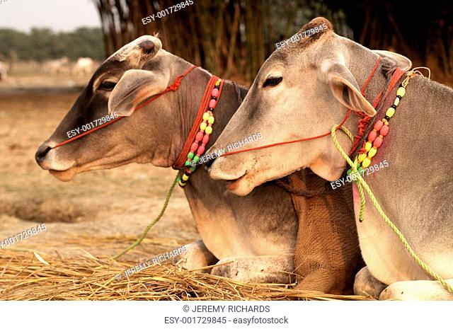 Sonepur mela cattle Stock Photos and Images | agefotostock