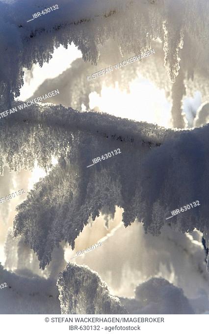 Frost-covered branches in the sunlight and mist, Takhini Hot Springs, Yukon Territory, Canada