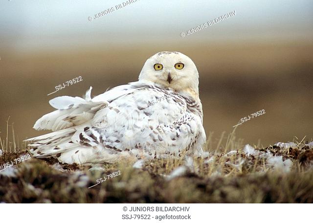 nyctea scandiaca / snowy owl