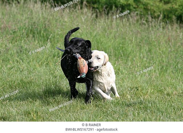 Labrador Retriever Canis lupus f. familiaris, two individuals running over a meadow
