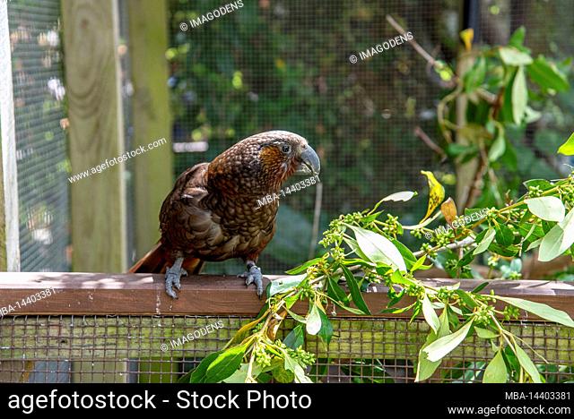 Famous Kea parrot in a birds preserve on North Island of New Zealand