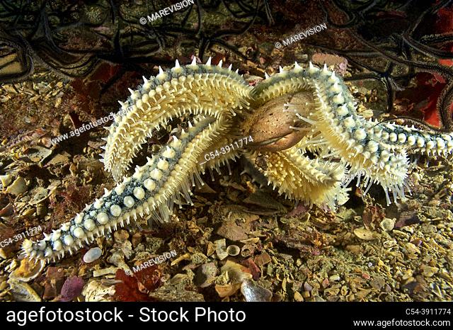 Spinny Starfish (Marthasterias glacialis) devouring Venus clam. Banded carpet shell (Venerupis rhomboideus). Eastern Atlantic. Galicia. Spain. Europe