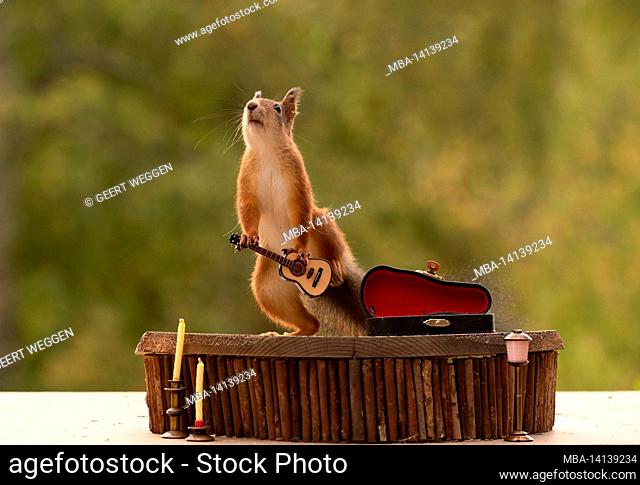 red squirrel is playing on a guitar