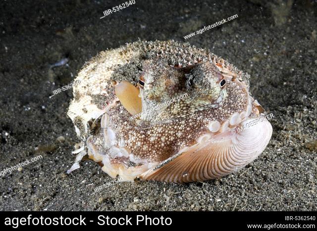 Coconut Octopus (Octopus marginatus) hiding in shell, Lembeh Strait, Sulawesi, Indonesia, hidden, Asia