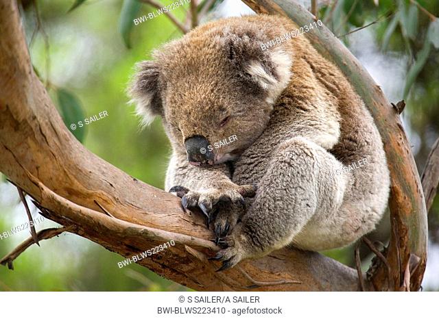koala, koala bear Phascolarctos cinereus, sleeping Koala curled up in a ball wetched in a tree fork up in an eucalypt tree, Australia, Victoria