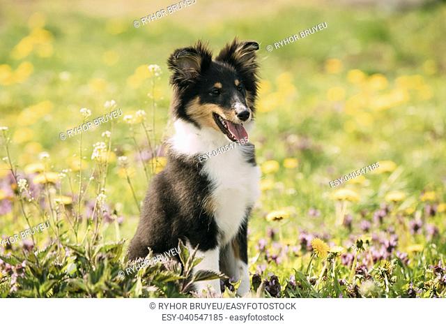 Young Happy Smiling Shetland Sheepdog Sheltie Puppy Playing Outdoor In Green Spring Meadow With Yellow Flowers. Playful Pet Outdoors