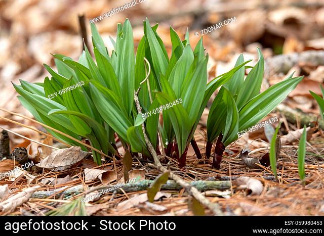 Wild Ramps - wild garlic ( Allium tricoccum), commonly known as ramp, ramps, spring onion, wild leek, wood leek. North American species of wild onion