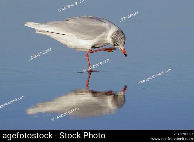 Mediterranean Gull (Ichthyaetus melanocephalus), side view of an adult in winter plumage scratching its head, Campania, Italy