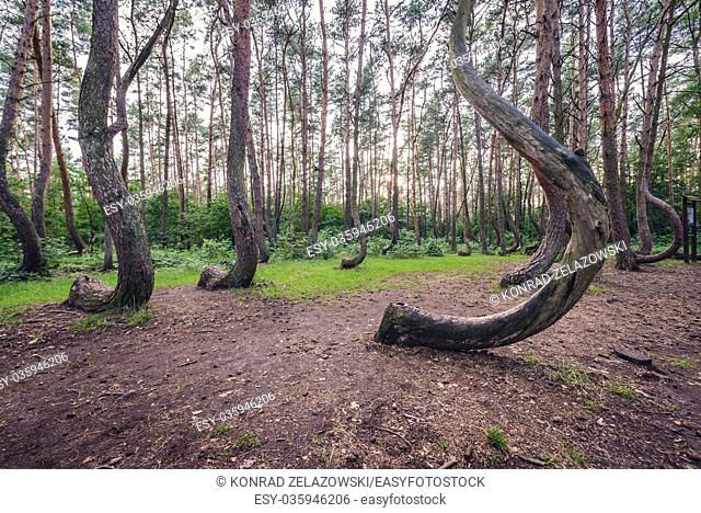 So called Crooked Forest (Polish: Krzywy Las) with oddly-shaped pine trees near Nowe Czarnowo small village in West Pomerania Voivodeship of Poland