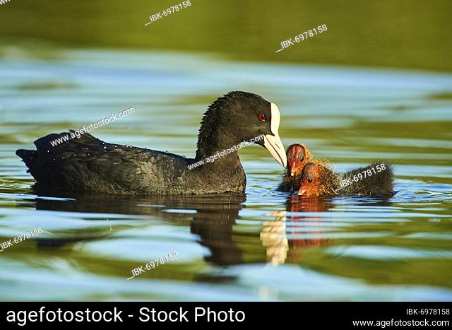 Eurasian coot (Fulica atra) mother with her youngsters swimming on a lake, Bavaria, Germany, Europe