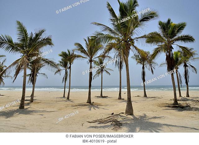 Palm trees on beach, near Salalah, Dhofar Region, Oman