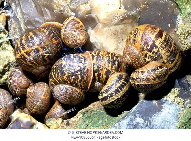Garden Snails - hibernating group (Helix aspersa)
