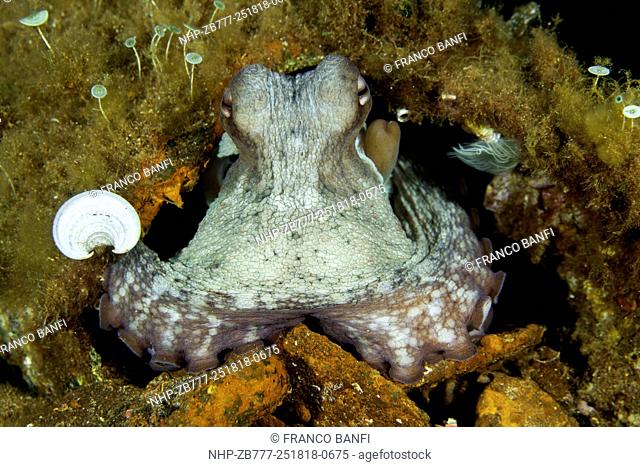 Octopus, Octopus vulgaris, Santa Teresa, Sardinia, Italy, Tyrrhenian Sea, Mediterranean