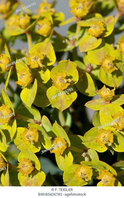 Creeping Spurge, Donkey Tail, Myrtle Spurge (Euphorbia myrsinites), blooming
