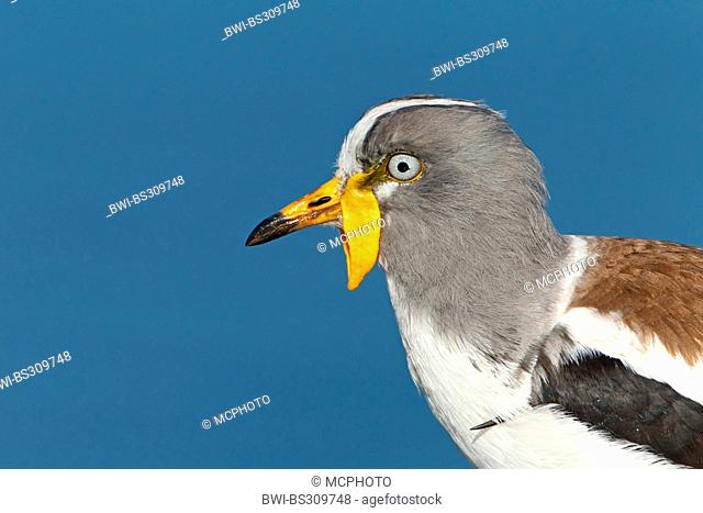 yellow-wattled lapwing (Vanellus malabaricus), lateral portrait, South Africa, Krueger National Park