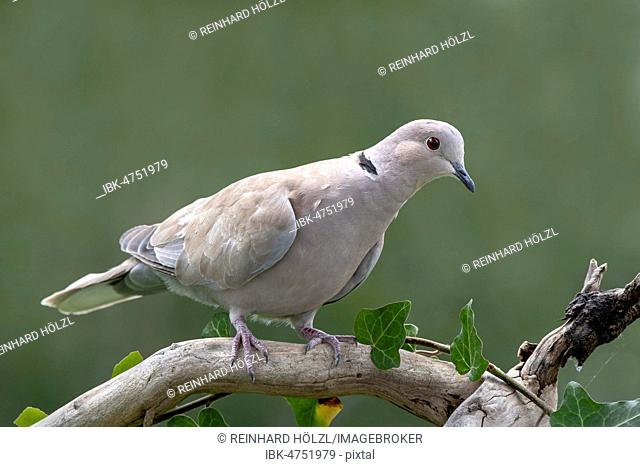 Eurasian Collared Dove (Streptopelia decaocto) sits on a branch, Schwaz, Tyrol, Austria
